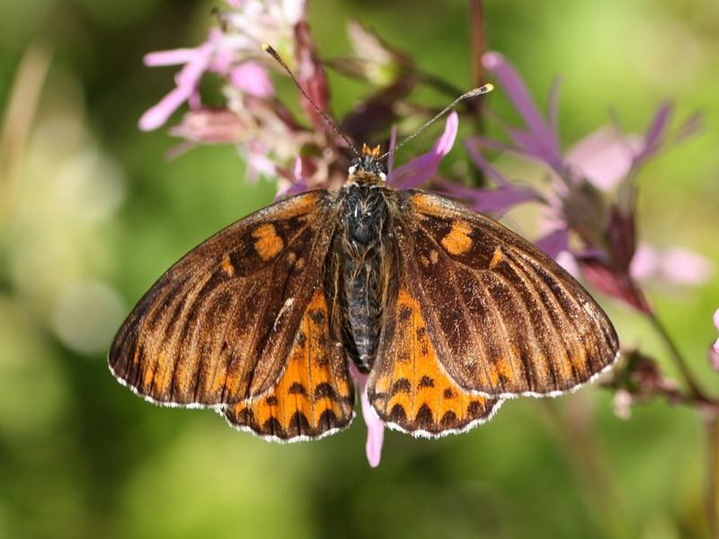 Melitaea didyma anomala